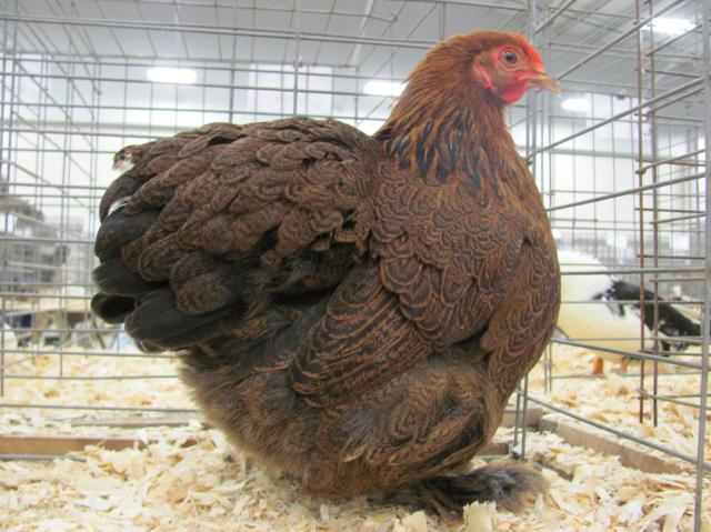 200x200px-ZC-fca5fd5c_75878_chicken_show_311.jpeg
