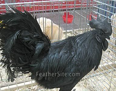 CemaniBlackRoo.jpg