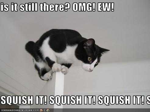 funny-pictures-your-cat-is-scared-of-spiders.jpg
