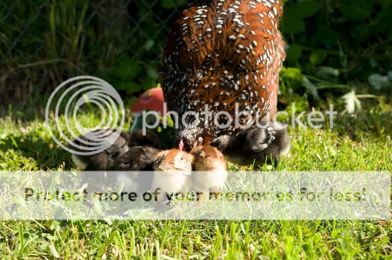 0806babychicks001-1.jpg