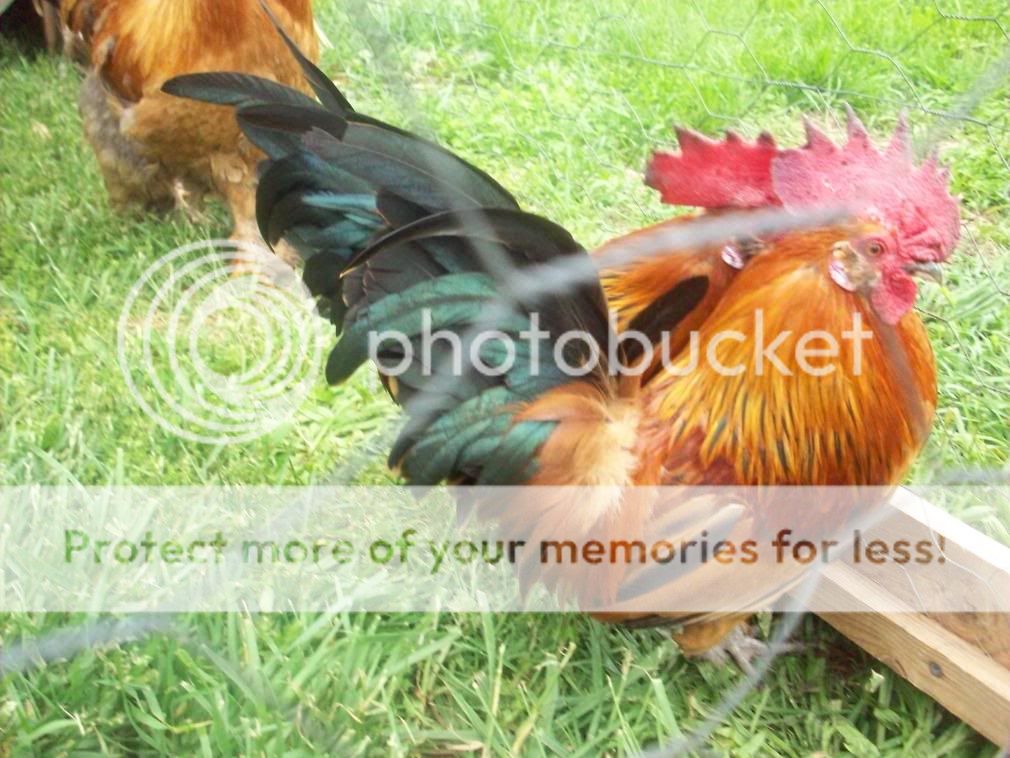 chickens078.jpg