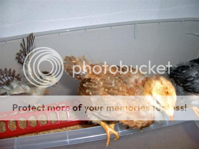 HPIM2430_editedSmall.jpg