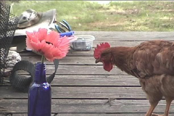 roodawgpapaver5.jpg
