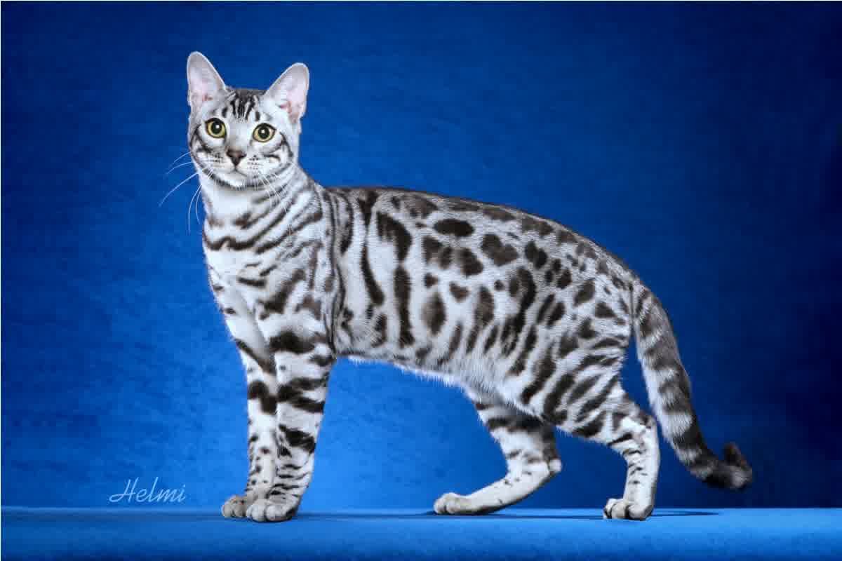 White-Bengal-Cat-Wallpaper.jpg