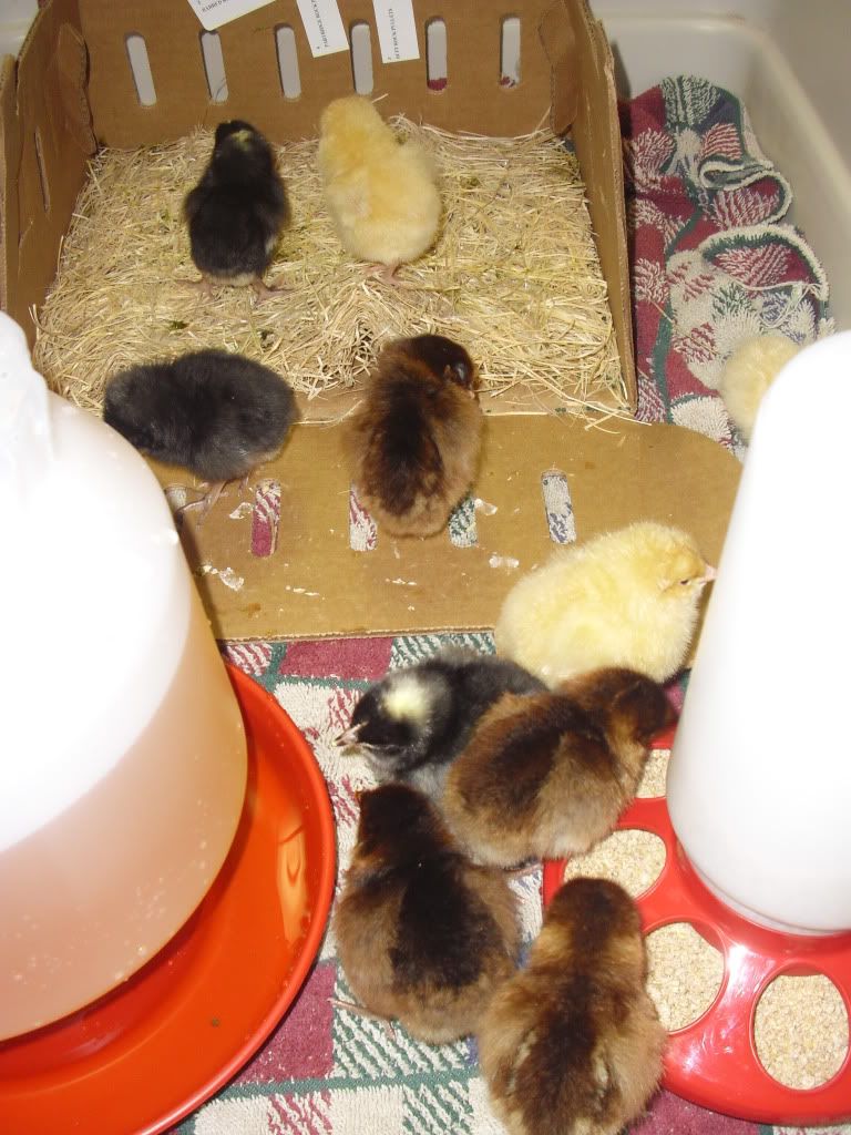 Chickens007.jpg