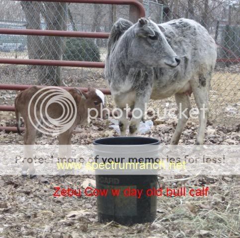 1Zebuwcalf1.jpg