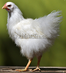 SilkieFeathdHedemoraP.JPEG