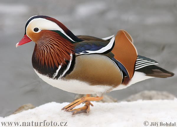 mandarin-duck-20446.jpg