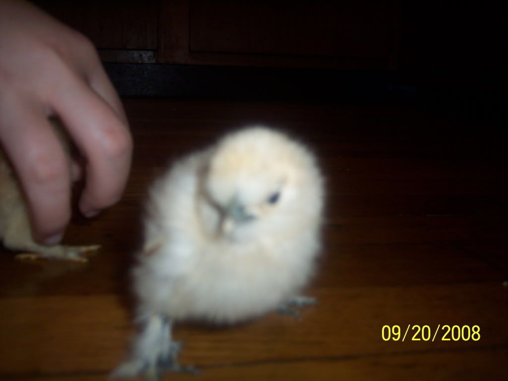 Picture135.jpg