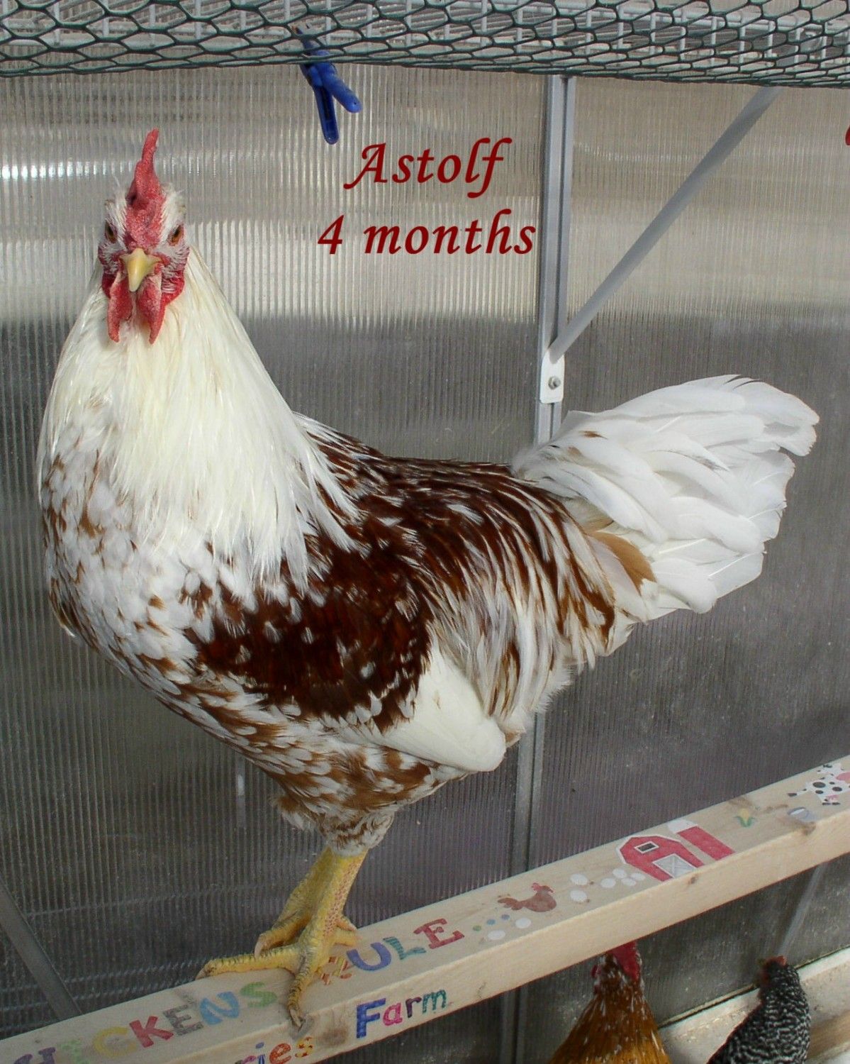 383x474px-LL-9ed2be79_Astolf021212t.jpeg