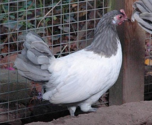 lvk_blauw_hen2010.JPG