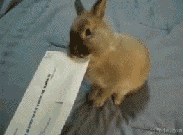 vPLBudd.gif