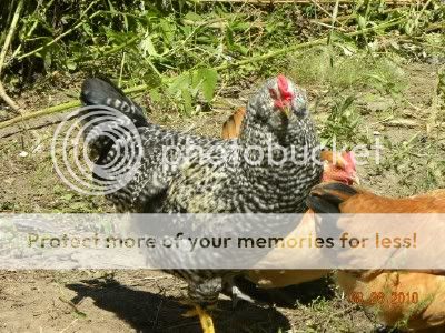 roosterhen.jpg