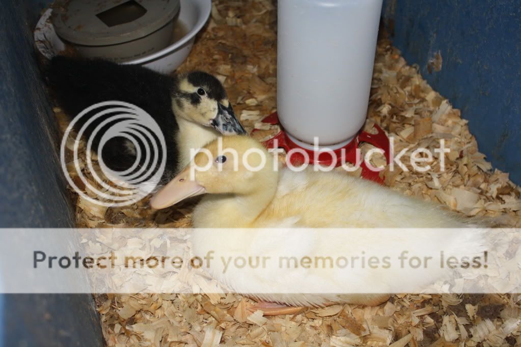 newducklings032.jpg