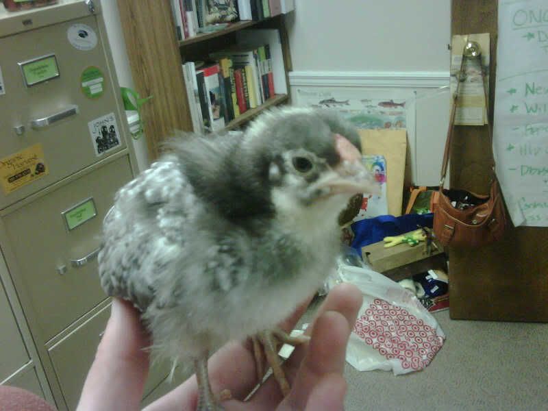IMG00367-20110414-1443.jpg