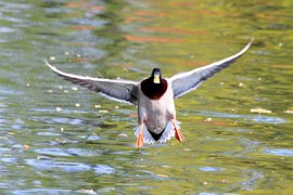 duck-1236493__180.jpg