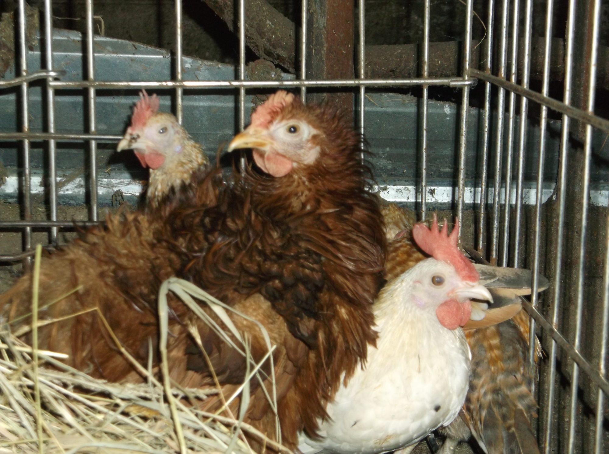 200x200px-ZC-145806c8_2013-09-07Roosters025.jpeg