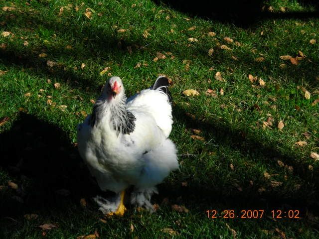 DSCN1713.jpg