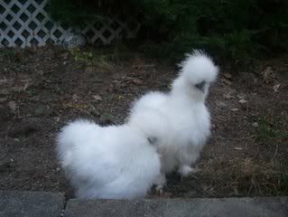 silkies013.jpg