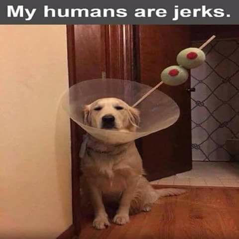 dogcostume-jpg.17018