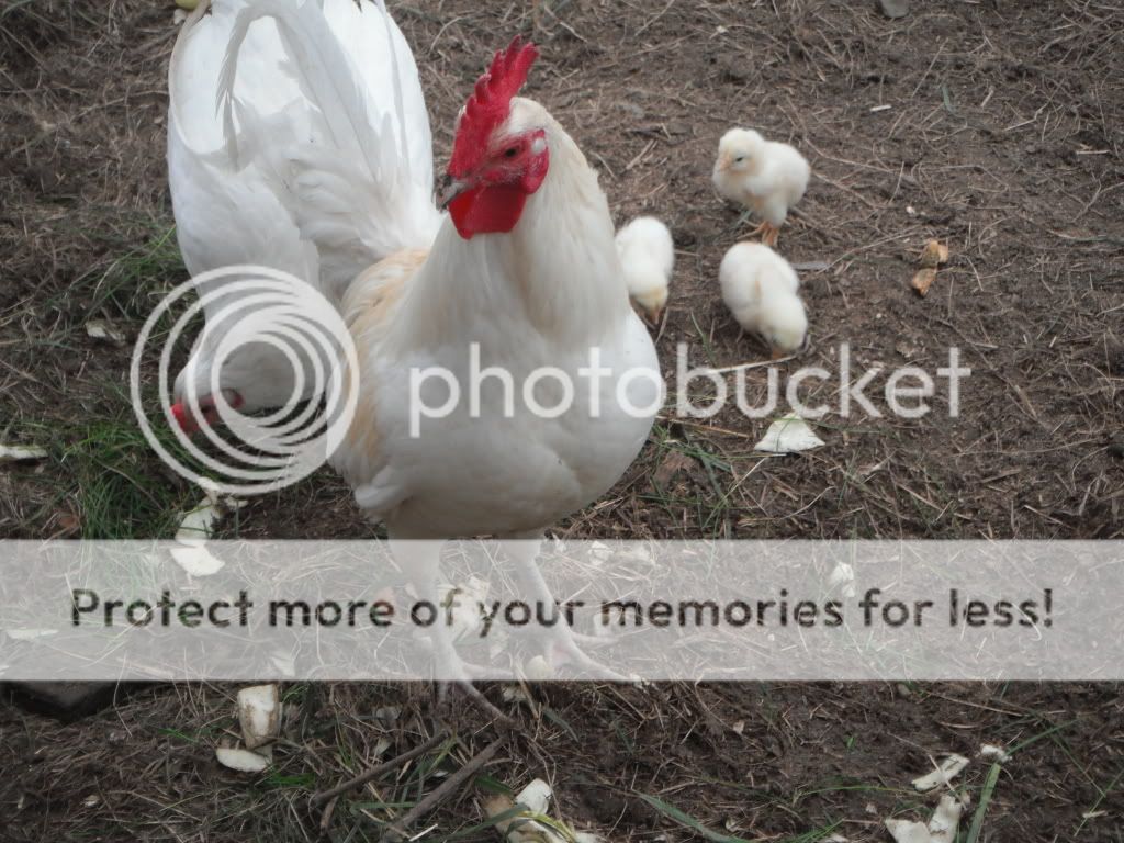 DSCF2169.jpg