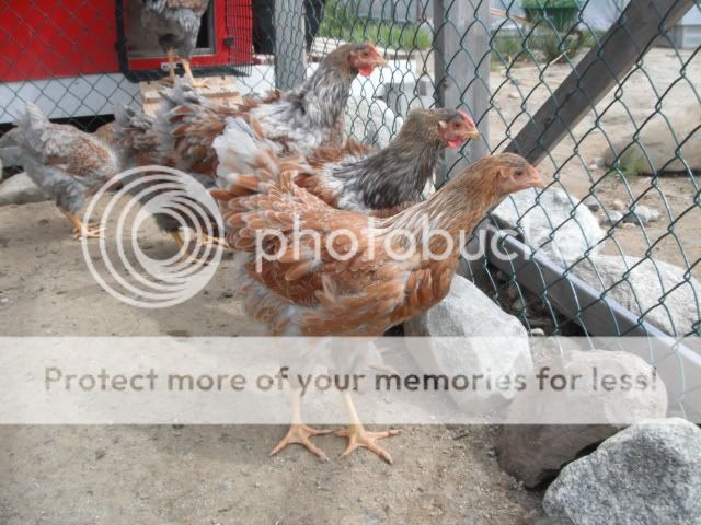 DSCF3921.jpg