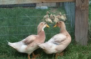 saxonyduck2.jpg
