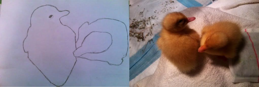 ducklings1-1-1.jpg