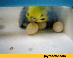 gif-parrot-egg-712203.gif