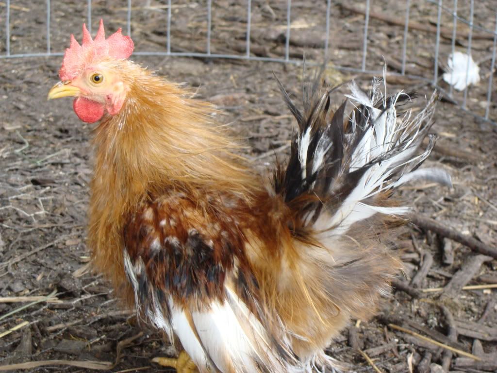 ChickPicks2268.jpg