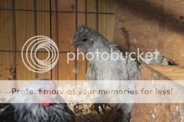 chickens0110114.jpg