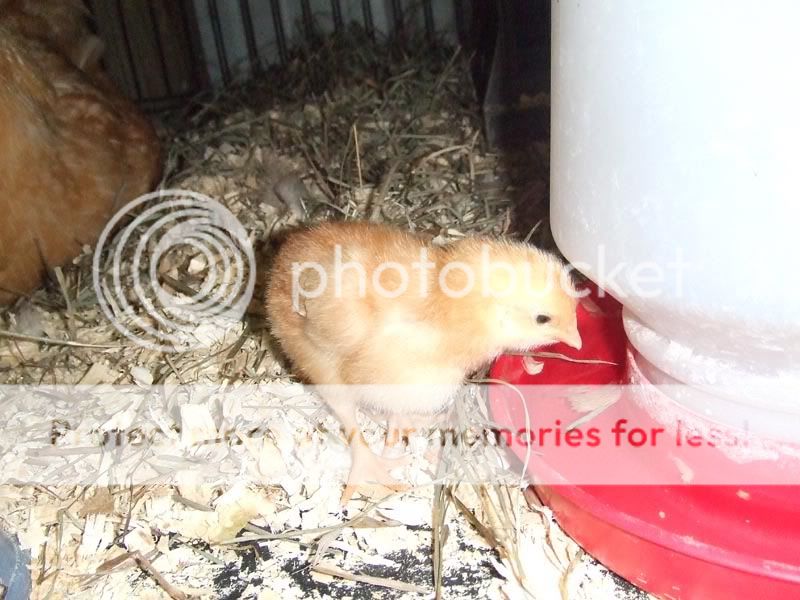 chick3.jpg