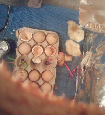 hatch.jpg