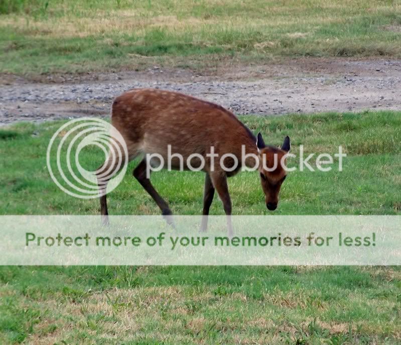 deer9a.jpg
