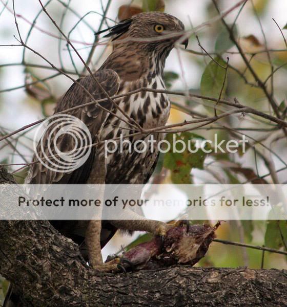 320643-Crested-Hawk-Eagle-with-a-fr.jpg