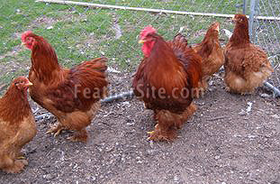 RedCochFlock.JPEG