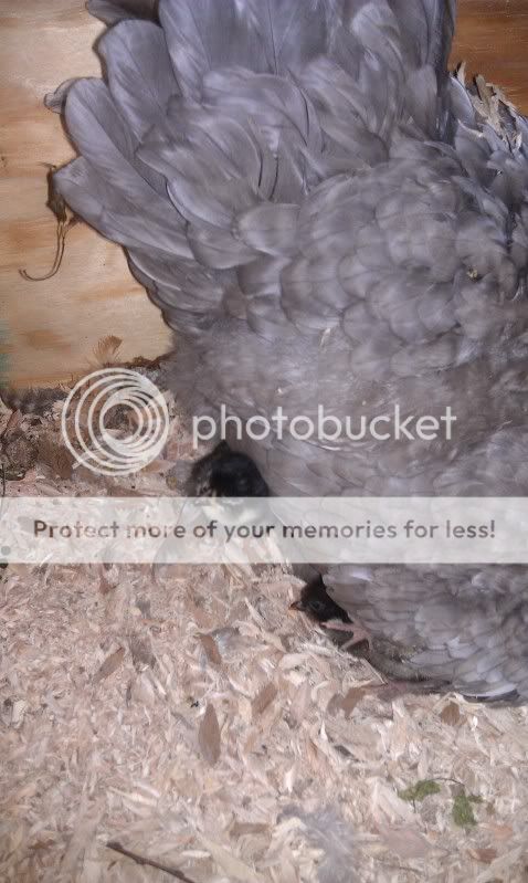 chicks-1.jpg