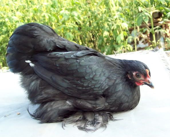 blackcochin4.jpg