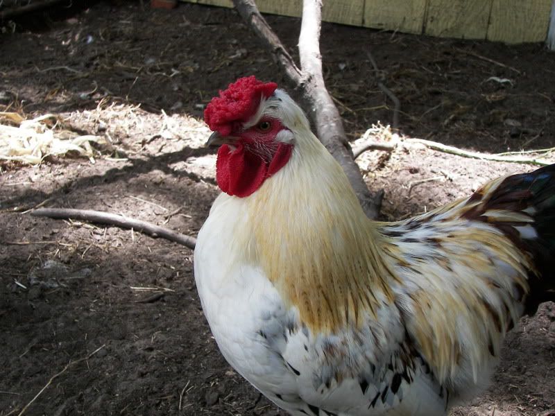 100_5055.jpg