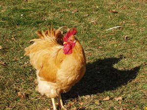 rooster.jpg