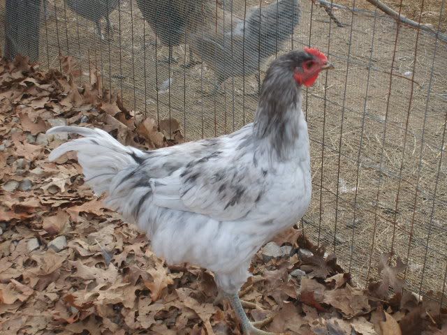 flock2-18-10164.jpg