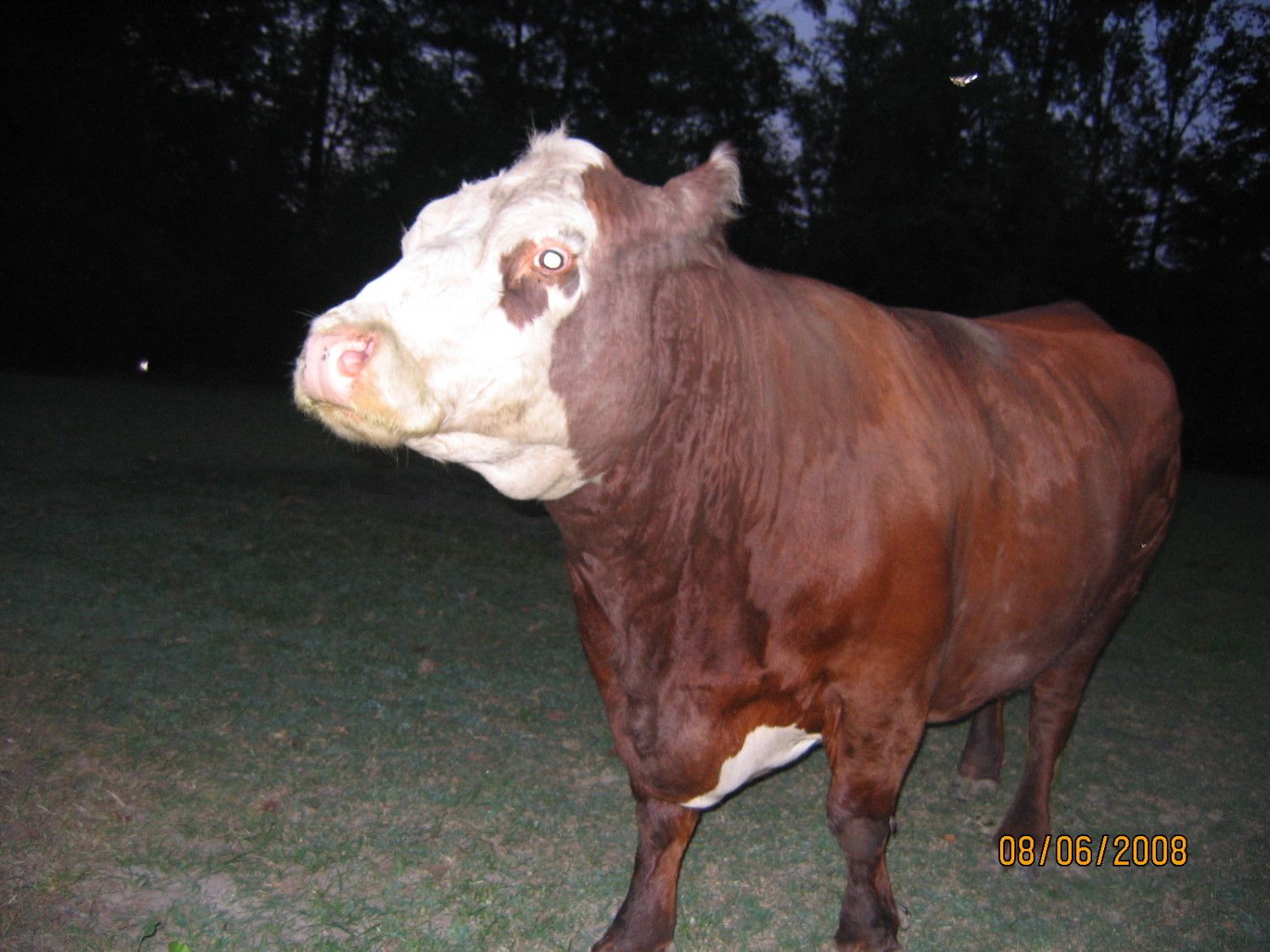 900x900px-LL-d5c6fb78_Virginia2008168.jpeg