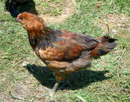 715chicks2sm.jpg