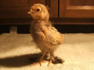 TSCChicks41609026.jpg