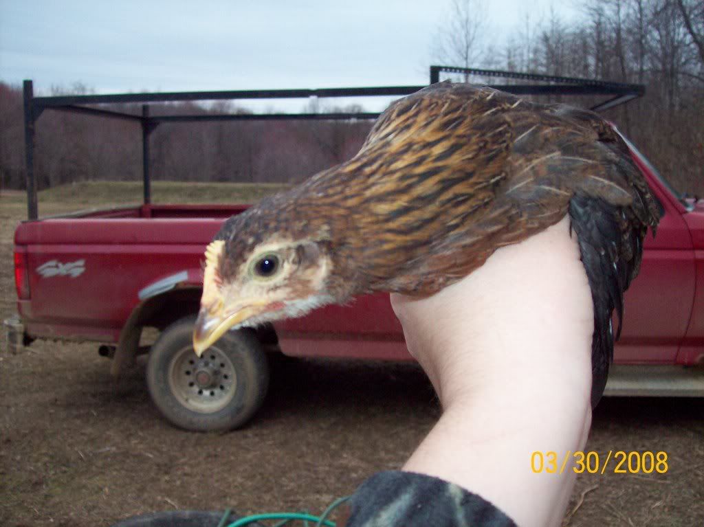 33008chixpics010.jpg