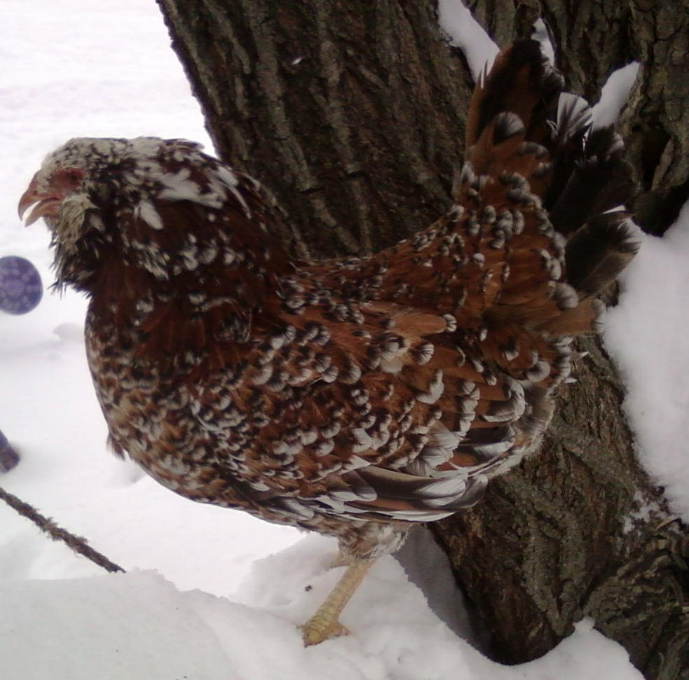Russian_Orloff_in_winter.jpg
