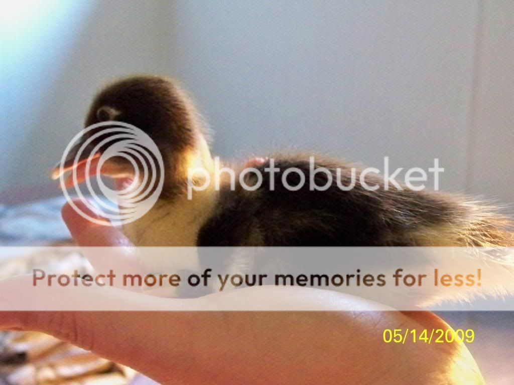 muscovyduckling5.jpg