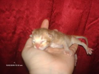 beaniekittens010.jpg