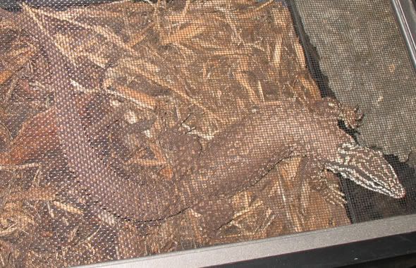 reptileshow007.jpg