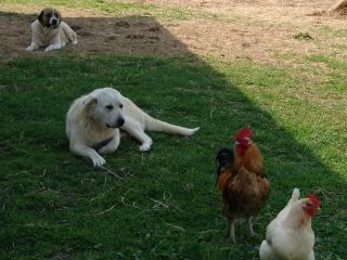dogsandchickens003.jpg